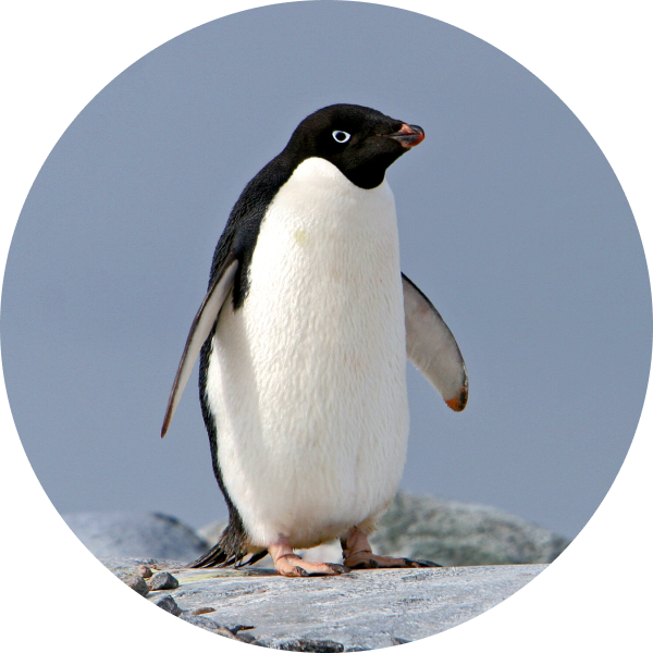 阿德利企鵝 Adelie penguin